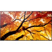 MultiSync M552 55" IPS 16:9