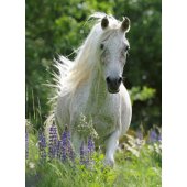 _6820947 Ravensburger dėlionė 100 pc Baltas arklys