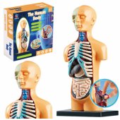 Educational Anatomical Model Human Body Organs