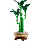 Lucky Bamboo 10344