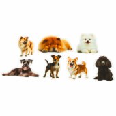 Set of Dog Stickers Various Species Slippery Transparent 50 pcs.