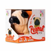 _7044147 PUGS AT PLAY Walking dog "Peanut"