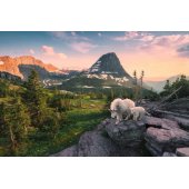 _7171854 Ravensburger Puzzle 3000 pc With an Alpine Ibex Kid