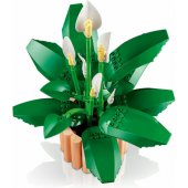11504 Peace Lily