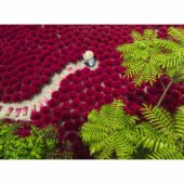 Ravensburger dėlionė A Sea of ??Red (500 dalių)