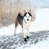 Trixie BUTY OCHRONNE Walker Active XL 2 szt.