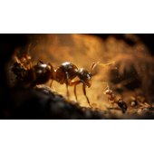 Empire of Ants, skirta PS5
