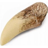 Collecta figurine TYRANOOSAUR TEETH IN BOX - CollectA - 89281