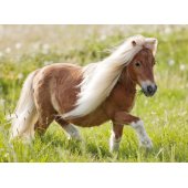 Little Pony 100psc