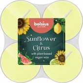 Tealights 8pcs Ø5.5cm Sunflower&Citrus